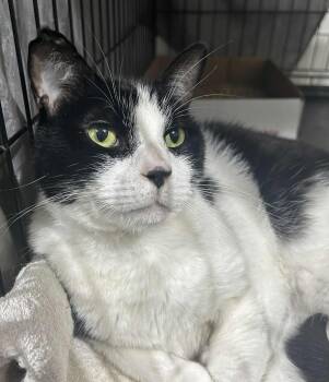 Rescue Domestic Short Hair Cats for Adoption in Westfield, Massachusetts - Benny | PetCurious