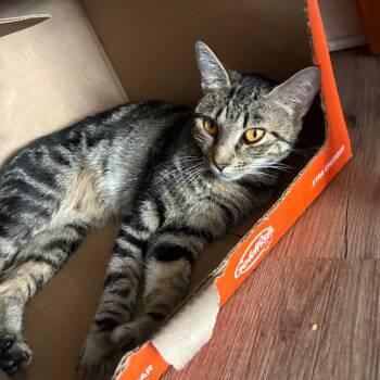 Misha -  Domestic Short Hair Cat for Adoption in Philadelphia, Pennsylvania - Misha | PetCurious