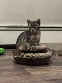 Rescue Domestic Short Hair Cats for Adoption in Grand Forks, North Dakota - LUNA | PetCurious