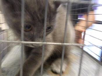 GEORGIE -  Domestic Short Hair Cat for Adoption in Tulsa, Oklahoma - GEORGIE | PetCurious