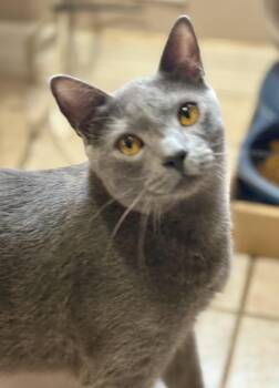 Domestic Short Hair and Russian Blue Cats Available for Adoption - Topaz | PetCurious
