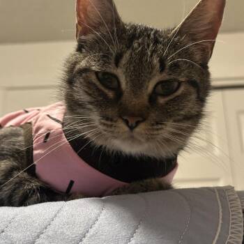 Adrian -  Domestic Short Hair Cat for Adoption in Portland, Oregon - Adrian | PetCurious
