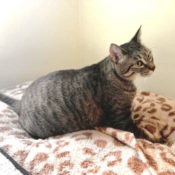 Rescue Domestic Short Hair Cats for Adoption in Warrensburg, Missouri - Zelda (f/k/a Arya) | PetCurious