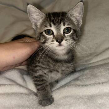 Keely -  Domestic Short Hair Cat for Adoption in Cumming, Georgia - Keely | PetCurious