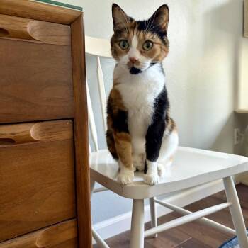 Chise -  Domestic Short Hair Cat for Adoption in Boulder, Colorado - Chise | PetCurious