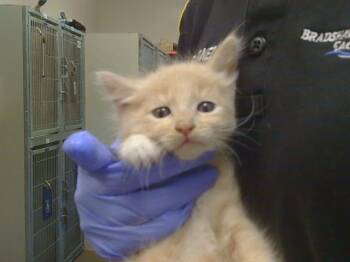 PORTUGAL -  Domestic Short Hair Cat for Adoption in Sacramento, California - PORTUGAL | PetCurious