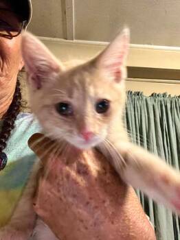 Uzi -  Domestic Short Hair Cat for Adoption in Waverly, Tennessee - Uzi | PetCurious
