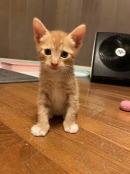 Rescue Domestic Short Hair Cats for Adoption in Honolulu, Hawaii - Ace | PetCurious