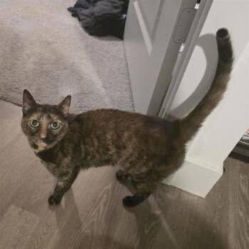 Domestic Short Hair Cats Available for Adoption - Cashmere | PetCurious