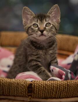 Dazzle -  Tabby Cat for Adoption in Santa Barbara, California - Dazzle | PetCurious