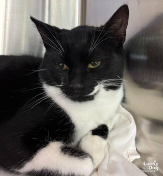 Domestic Short Hair Cats Available for Adoption in Washington, District Of Columbia - Taco | PetCurious