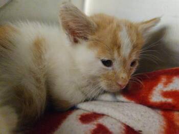 PUMPKIN PIE -  Domestic Short Hair Cat for Adoption in Tustin, California - PUMPKIN PIE | PetCurious