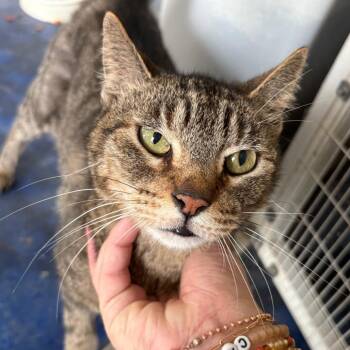 Domestic Short Hair Cats Available for Adoption - Flabby Gabby | PetCurious