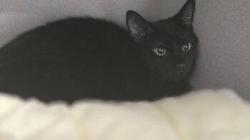 Domestic Short Hair Cats Available for Adoption - Tilly Minx | PetCurious