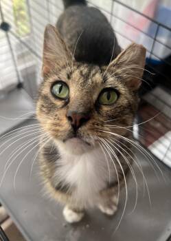 Detective Wynnewood -  Domestic Short Hair Cat for Adoption in Philadelphia, Pennsylvania - Detective Wynnewood | PetCurious