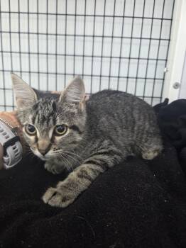 Marci -  Domestic Short Hair Cat for Adoption in Salmon, Idaho - Marci | PetCurious
