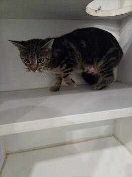 Tilly -  Domestic Short Hair Cat for Adoption in Lunenburg, Vermont - Tilly | PetCurious