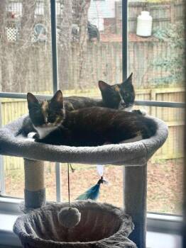 Rescue Domestic Short Hair Cats for Adoption in Cary, North Carolina - Skunky | PetCurious