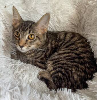 Harry -  Domestic Medium Hair and Tabby Cat for Adoption in Pompano Beach, Florida - Harry | PetCurious