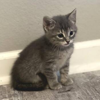 Domestic Short Hair Cats Available for Adoption in Cabot, Arkansas - Reginald | PetCurious