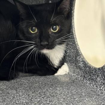 Tortilla -  Domestic Short Hair Cat for Adoption in Newark, New Jersey - Tortilla | PetCurious