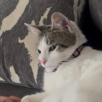 Domestic Short Hair Cats Available for Adoption in Pahrump, Nevada - Princess Di | PetCurious
