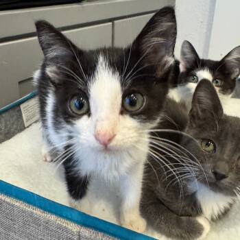 Rescue Domestic Short Hair Cats for Adoption in Missouri City, Texas - Kink | PetCurious