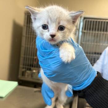 Fern -  Siamese Cat Available for Adoption in Ponca City, Oklahoma - Fern | PetCurious