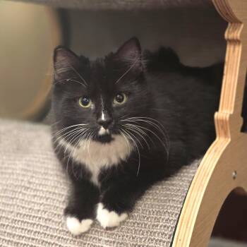 Domestic Short Hair and Maine Coon Cats Available for Adoption - Monkey (Bonded With Chantilly) | PetCurious