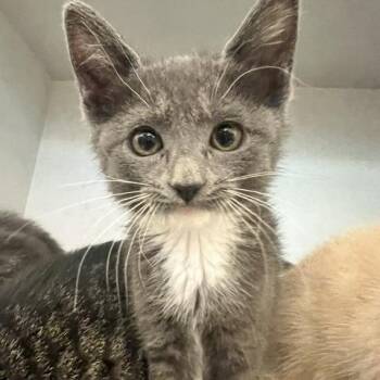 Socks -  Domestic Short Hair Cat for Adoption in Dayton, Ohio - Socks | PetCurious