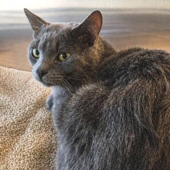 Domestic Short Hair Cats Available for Adoption in Austin, Texas - Papa Mushroom | PetCurious