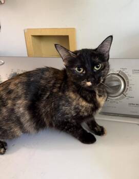 Domestic Short Hair Cats Available for Adoption - Franzi | PetCurious