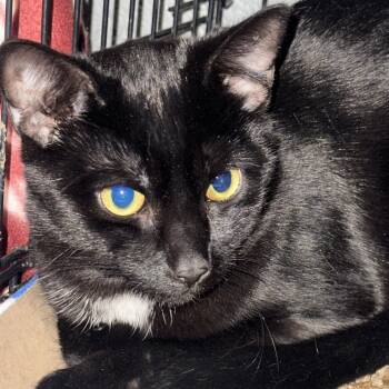 Rescue Domestic Short Hair Cats for Adoption in Allentown, Pennsylvania - Bennett | PetCurious