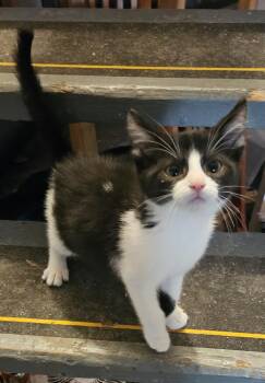 Jet Pack -  Domestic Short Hair Cat for Adoption in Lincoln Park, Michigan - Jet Pack | PetCurious
