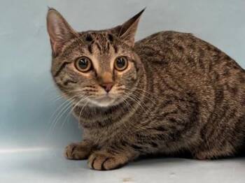 Nami -  Domestic Short Hair Cat for Adoption in Minneapolis, Minnesota - Nami | PetCurious