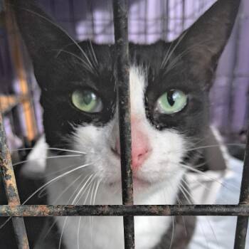 Domestic Short Hair Cats Available for Adoption in Volcano, Hawaii - WILBUR AFAH-Stray-12994 | PetCurious
