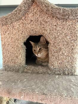Shrimp Scampi -  Domestic Short Hair Cat Available for Adoption in Camden, South Carolina - Shrimp Scampi | PetCurious