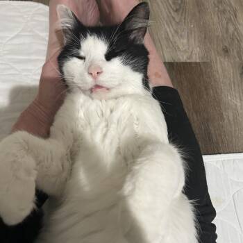 Boo -  Domestic Medium Hair and Domestic Short Hair Cat for Adoption in Santa Fe, Texas - Boo | PetCurious