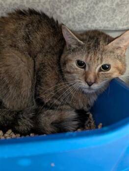 Domestic Short Hair Cats Available for Adoption in Montreal, Quebec - Symphonie | PetCurious