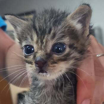 Kimchi -  Domestic Short Hair Cat for Adoption in Tyler, Texas - Kimchi | PetCurious