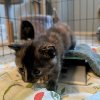 Audrey -  Domestic Short Hair Cat for Adoption in Calgary, Alberta - Audrey | PetCurious