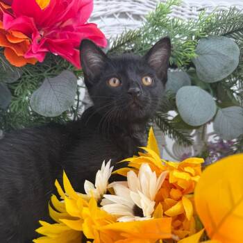 Kirby Yap 56488 -  Domestic Short Hair Cat for Adoption in Eaton Rapids, Michigan - Kirby Yap 56488 | PetCurious