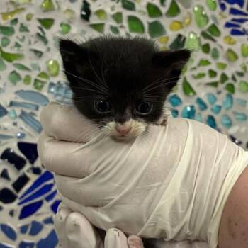 BARRETT -  Domestic Short Hair Cat for Adoption in Pensacola, Florida - BARRETT | PetCurious