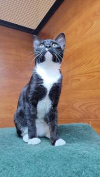 Pepper -  Domestic Short Hair Cat for Adoption in Burnaby, British Columbia - Pepper | PetCurious