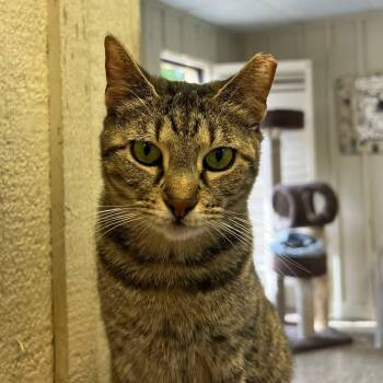 Daisy -  Domestic Short Hair Cat Available for Adoption in Memphis, Tennessee - Daisy | PetCurious