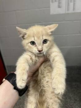 Bernard -  Domestic Short Hair Cat Available for Adoption in West Chester, Pennsylvania - Bernard | PetCurious