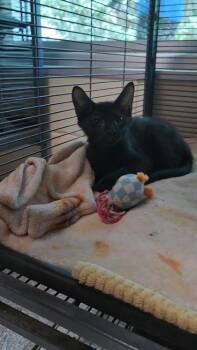 Alvin -  Domestic Short Hair Cat for Adoption in Charleston, South Carolina - Alvin | PetCurious