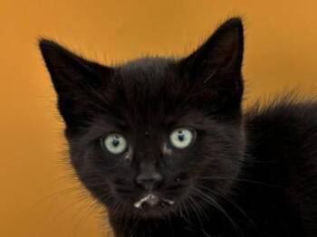 Hoodie -  Domestic Short Hair Cat for Adoption in Portland, Oregon - Hoodie | PetCurious