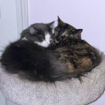 Domestic Short Hair Cats Available for Adoption - Chilly | PetCurious