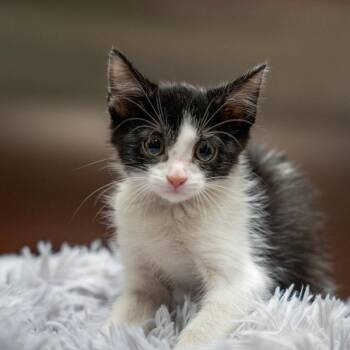 Pleakley -  Domestic Short Hair Cat for Adoption in Gainesville, Georgia - Pleakley | PetCurious